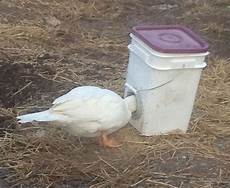 Bucket Type Poultry Feeders