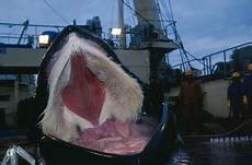 Licking Bucket And Machine Production