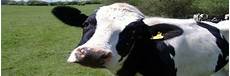 Milking Buckets Couple