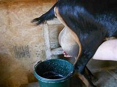 Milking Buckets